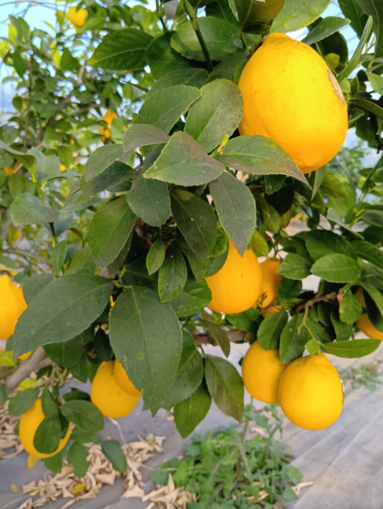木で熟しています。まろやかな酸味です。